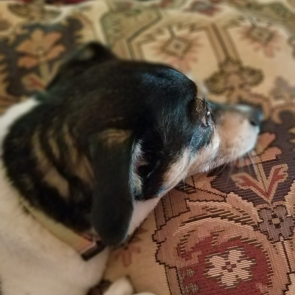 Meet your Posher, Patti